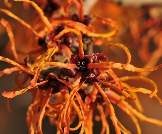 Puutarhasuunnittelu talvitalven hybridi noidanpähkinä