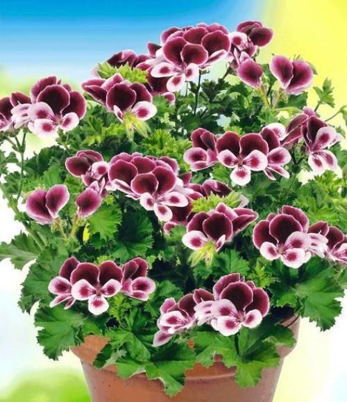 Puutarhakasvit tuoksuva pelargonium Lillibet karkottavat hyttysiä parvekkeen terassilta