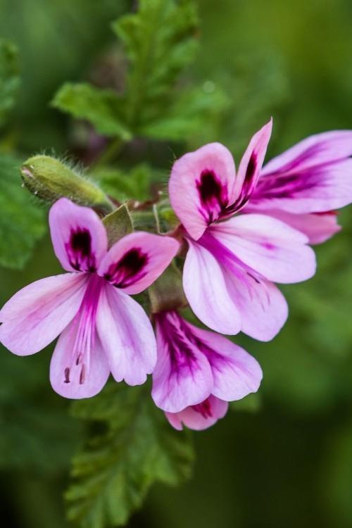 Puutarhakasveja hyttysiä vastaan ​​Tuoksuvat pelargoniat