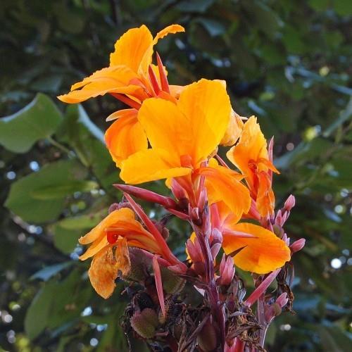 Puutarhakasvit värikkäillä lehdillä Canna kauniita oranssia kukkia
