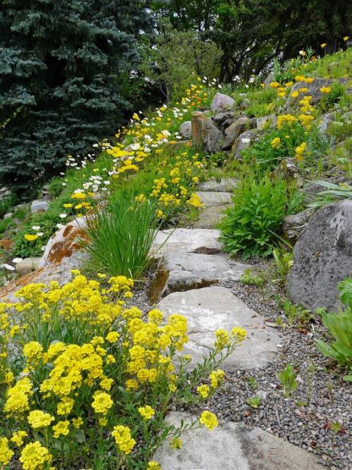 Kivi puutarha polkuja luonnollinen kaunis näyttää kivet luonnonvaraisia ​​kasveja