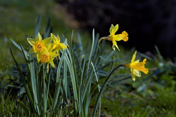 Syntymäkuukausi, joka vastaa kukan keltaisia ​​narsissia puutarhassa, symboloi rakkautta itseäsi kohtaan