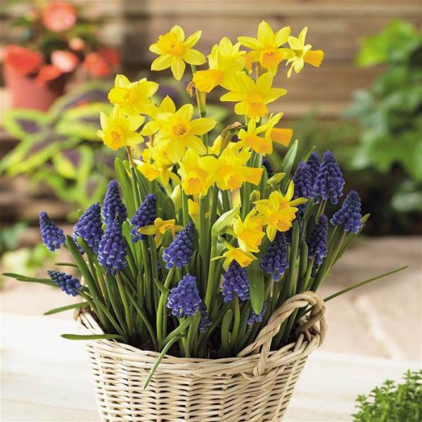 Syntymäkuukausi sopivat kukka keltaiset narsissit kauniisti järjestetty koriin