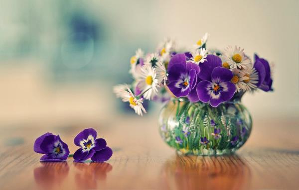 Syntymäkuukausi vastaava kukka violetti violetti valkoinen koiranputkea lasissa kaunis näky