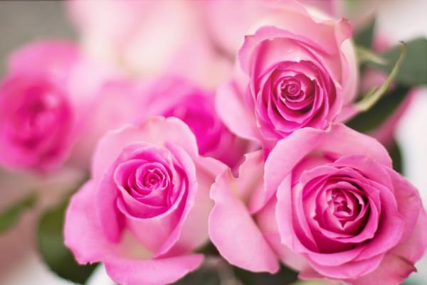 Syntymäkuukausi kukka vaaleanpunaiset ruusut symboli naisellista nuoruutta ja armoa