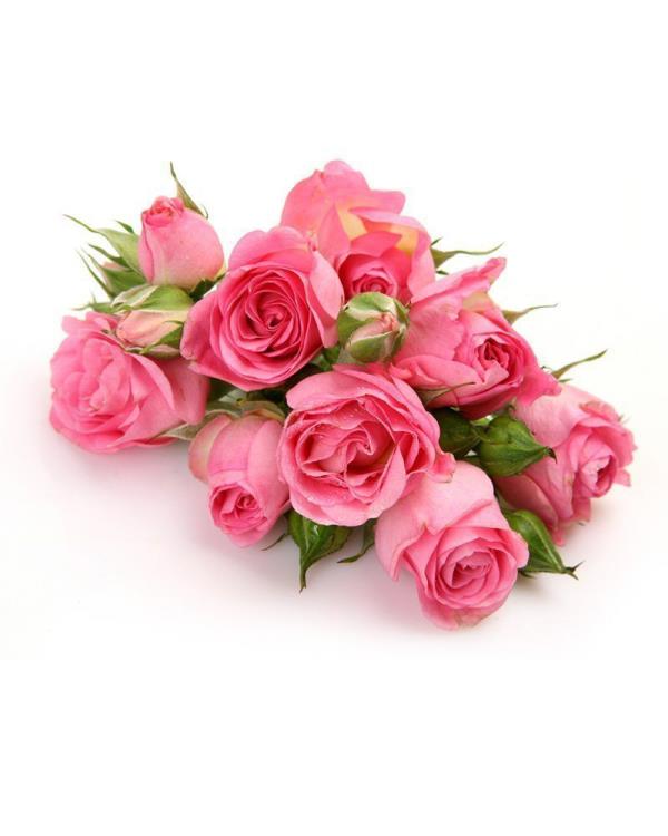 Syntymäkuukausi sopivat kukka vaaleanpunaiset ruusut symboli naisten nuoruutta ja kauneutta