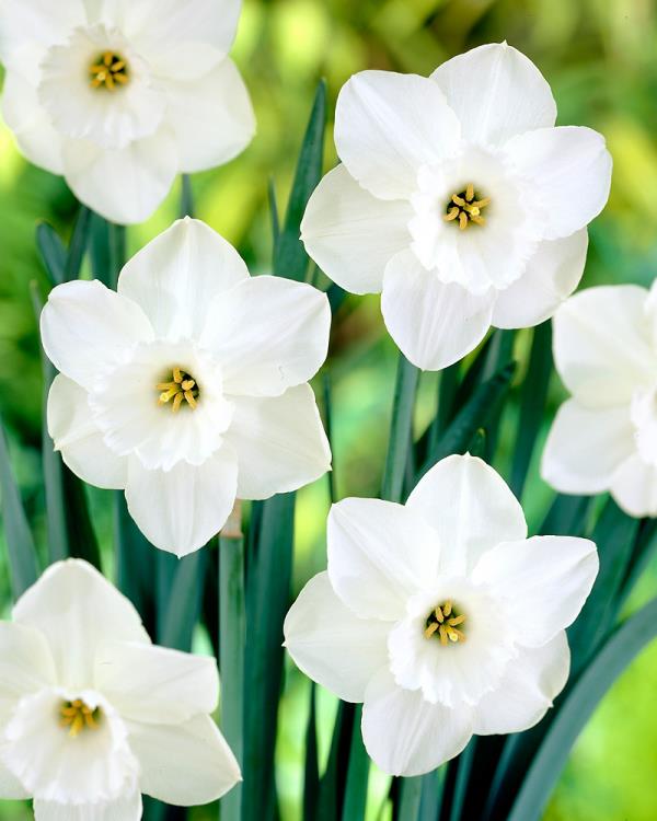 Syntymäkuukausi, joka vastaa kukka -valkoisia narsissia puutarhassa maaliskuussa syntyneille