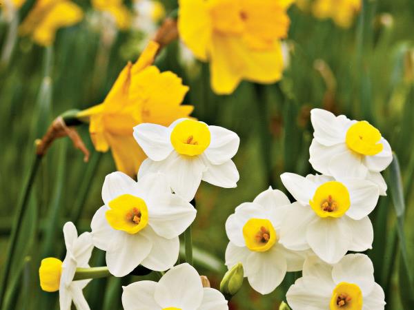 Syntymäkuukausi sopivat valkoiset ja keltaiset narsissit puutarhassa ovat uuden alun ja rohkeuden tyypillisiä maaliskuussa syntyneille