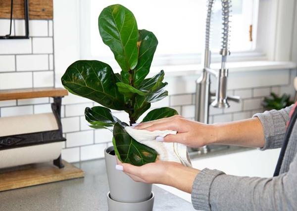 Viulun viikunan hoito Ficus lyrata helppohoitoiset huonekasvit hoito -ohjeet