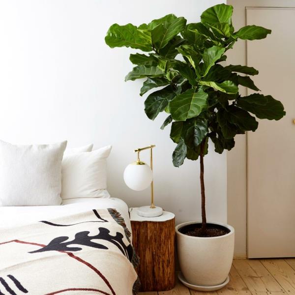 Viulun viikunanhoito Ficus lyrata helppohoitoinen huonekasvi makuuhuone