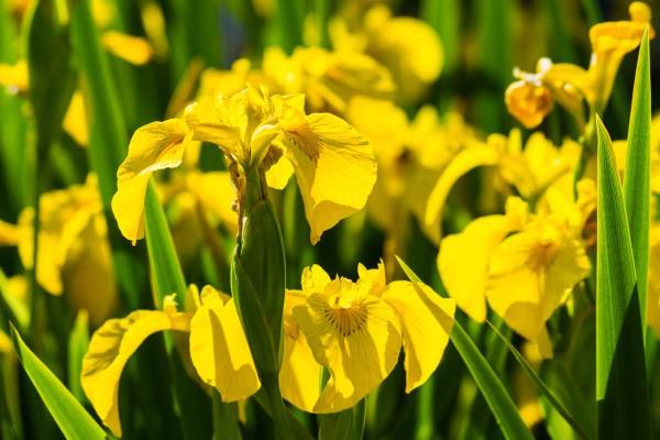 Keltaisia ​​kevätkukkia puutarhaan ja parvekkeelle - aurinkoisia lajeja ja hoitovinkkejä Iris pseudacorus keltainen