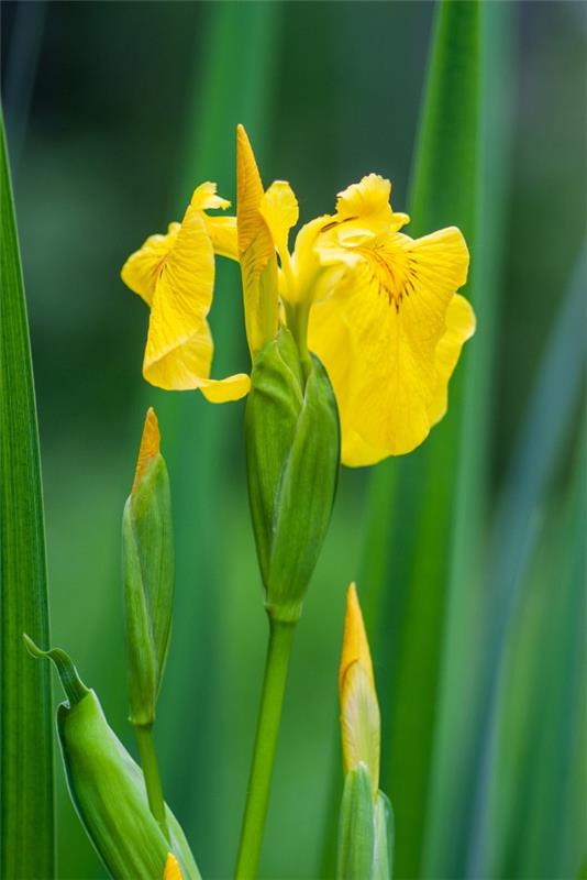 Keltaisia ​​kevätkukkia puutarhaan ja parvekkeelle - aurinkoisia lajeja ja hoitovinkkejä Iris pseudacorus