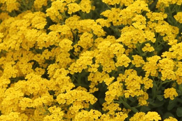 Keltaisia ​​kevätkukkia puutarhaan ja parvekkeelle - aurinkoisia lajeja ja hoitovinkkejä kallio -yrttitarha