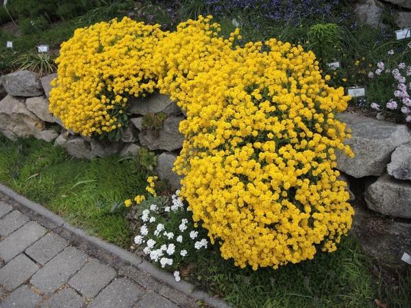 Keltaisia ​​kevätkukkia puutarhaan ja parvekkeelle - aurinkoisia lajeja ja hoitovinkkejä kalliokivi yrtti keltainen
