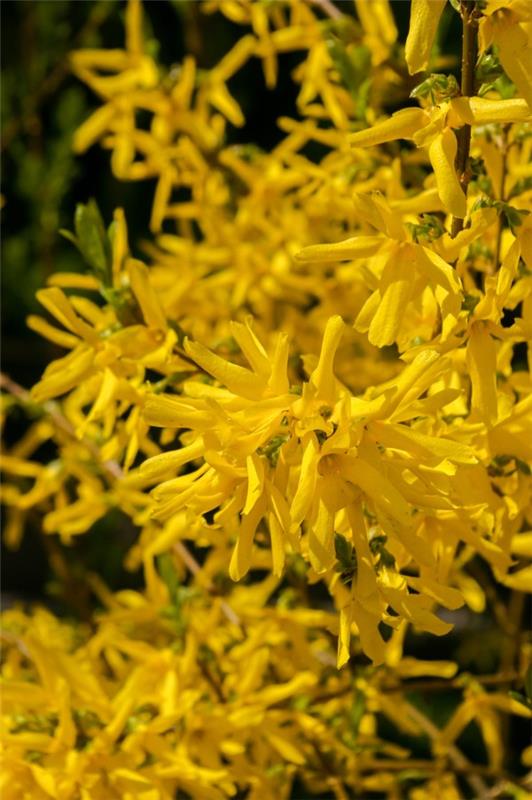 Keltaisia ​​kevätkukkia puutarhaan ja parvekkeelle - aurinkoisia lajeja ja hoitovinkkejä kevään forsythian julistajiksi