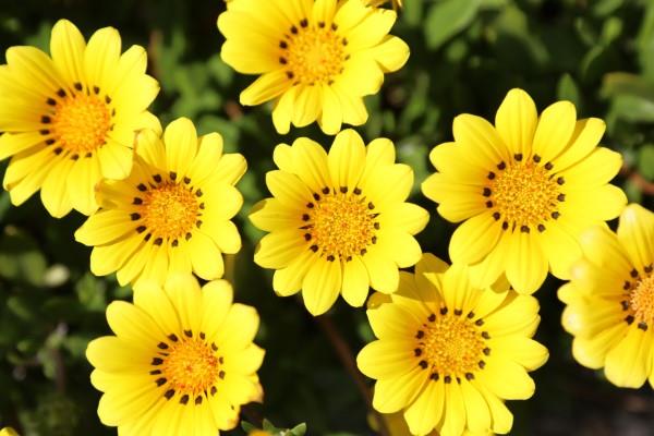 Keltaiset kevätkukat puutarhaan ja parvekkeelle - aurinkoisia tyyppejä ja hoitovinkkejä keltaisia ​​kukkia puutarhassa