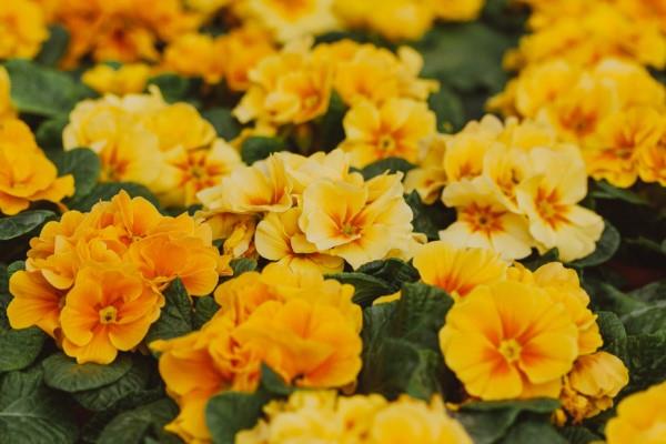 Keltaiset kevätkukat puutarhaan ja parvekkeelle - aurinkoiset lajit ja hoitovinkit keltaiset esikot ovat kauniita