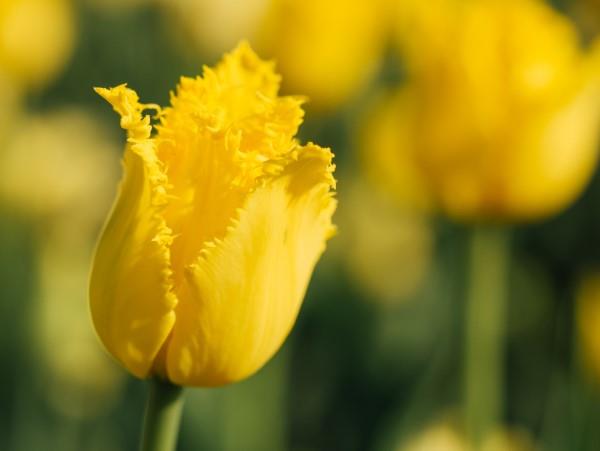 Keltaisia ​​kevätkukkia puutarhaan ja parvekkeelle - aurinkoisia tyyppejä ja hoitovinkkejä keltaisia ​​tulppaanityyppejä