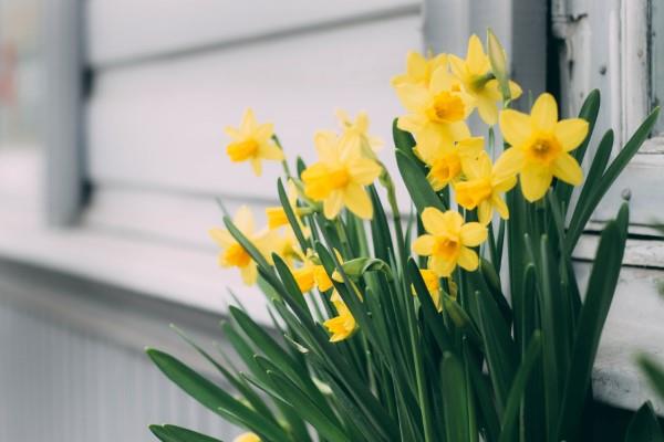 Keltaiset kevätkukat puutarhaan ja parvekkeelle - aurinkoisia tyyppejä ja hoitovinkkejä