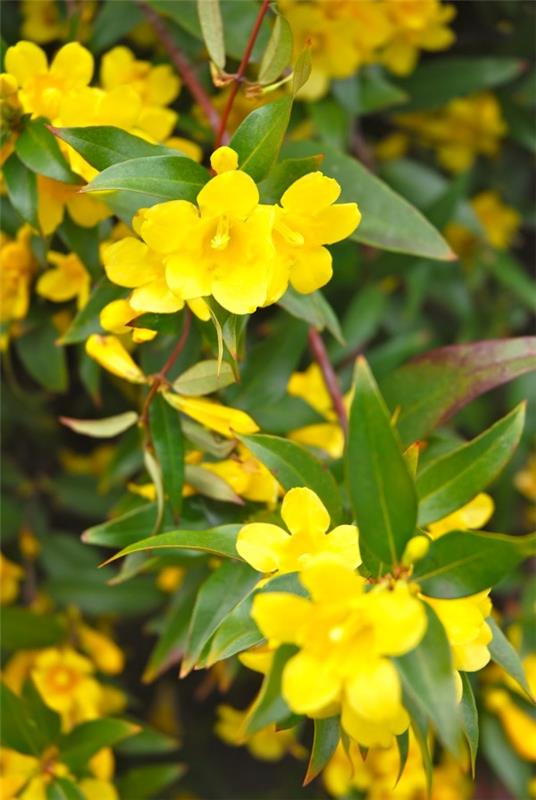 Keltaisia ​​kevätkukkia puutarhaan ja parvekkeelle - aurinkoisia lajeja ja hoitovinkkejä jessamine flowers art