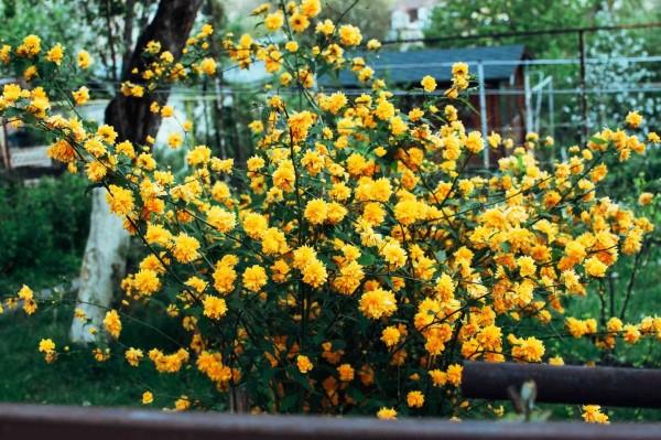 Keltaisia ​​kevätkukkia puutarhaan ja parvekkeelle - aurinkoisia lajeja ja hoitovinkkejä kerria japonica ruusukasveja