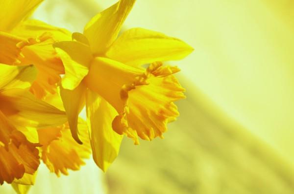 Keltaiset kevätkukat puutarhaan ja parvekkeelle - aurinkoiset lajit ja hoito -ohjeet keltaiset narsissit
