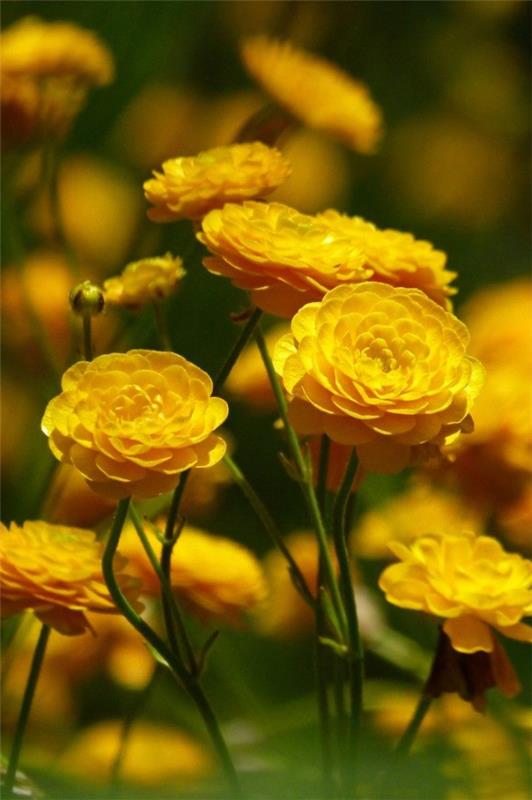 Keltaisia ​​kevätkukkia puutarhaan ja parvekkeelle - aurinkoisia lajeja ja hoitovinkkejä ranunculus puutarhassa