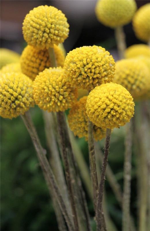 Keltaisia ​​kevätkukkia puutarhaan ja parvekkeelle - aurinkoisia lajeja ja hoitovinkkejä rumpulyöjä hauska keltainen