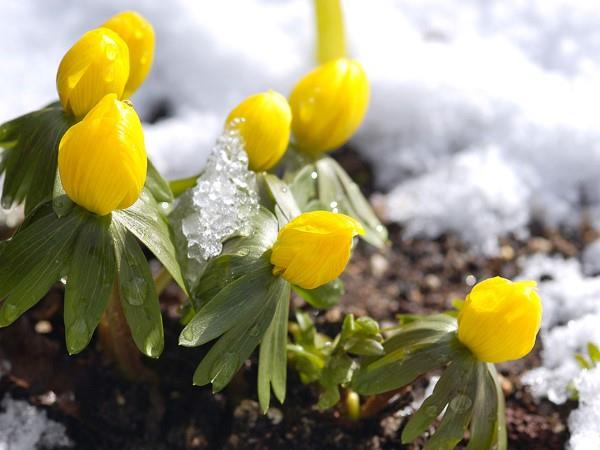 Keltaisia ​​kevätkukkia puutarhaan ja parvekkeelle - aurinkoisia lajeja ja hoitovinkkejä winterlinge Eranthis