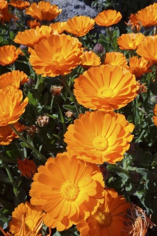 Keltaiset marigolds kauniit puutarhakasvit