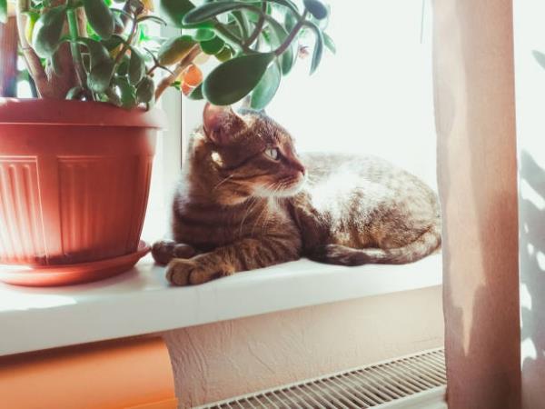 Rahapuun hoitovinkit, trivia ja Feng Shui -säännöt kissat lemmikit myrkyllisiä