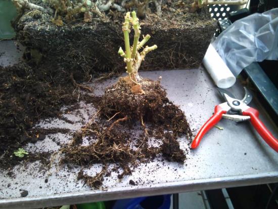 Geraniumit talvehtivat suosittuja ruukkukasveja poistamalla kuivan maaperän juurista