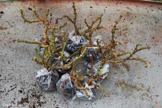 Geraniumit talvehtivat suosittuja ruukkukasveja kulumalla käärimällä kukin juuripallo muovipussiin