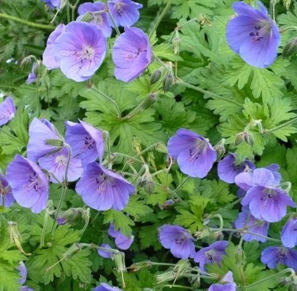 Geranium himalayense cranesbill kestävät parvekekasvit