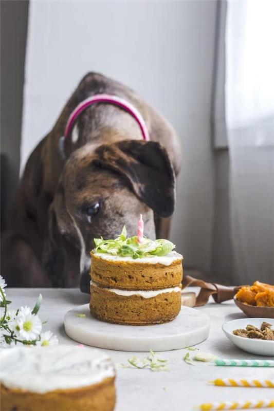 Terveitä koirankeksiresepti -ideoita, jotka tekevät Bellosta onnellisen helpon kakun koiralle