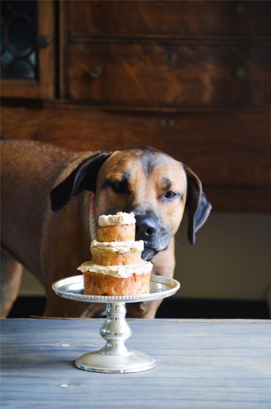 Terveitä koirankeksiresepti -ideoita, jotka tekevät Bellosta onnellisia Gotcha -päivän kakkuideoita