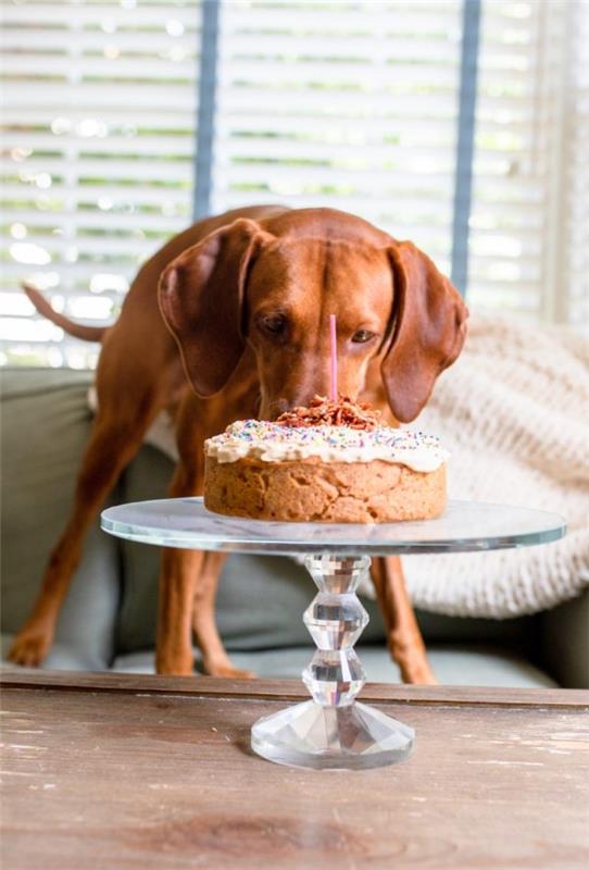 Terveitä koirankeksejä reseptiideoita, jotka tekevät Bellosta onnellisen koiran torte terveellisen herkullisen