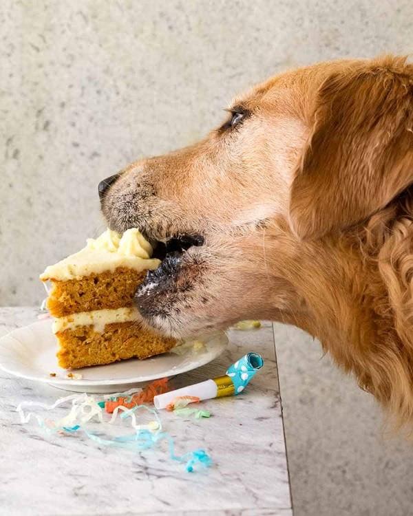 Terveen koiran kakkuresepti -ideoita, jotka tekevät Bellosta onnellisen koirankakun herkullisen kultaiseksi