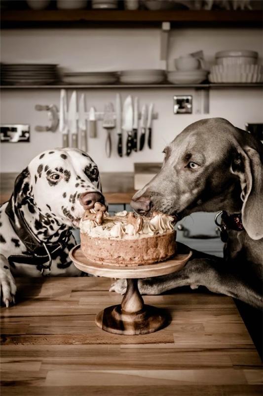Terveitä koirankeksiresepti -ideoita, jotka tekevät Bellosta onnellisen kakku -syntymäpäivän