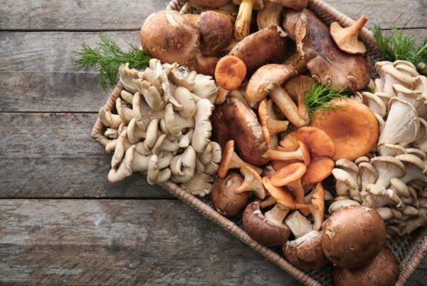 Terveellinen syöminen korona -aikoina sienet, jotka keräävät syötäviä lajikkeita, maistuvat hyvältä