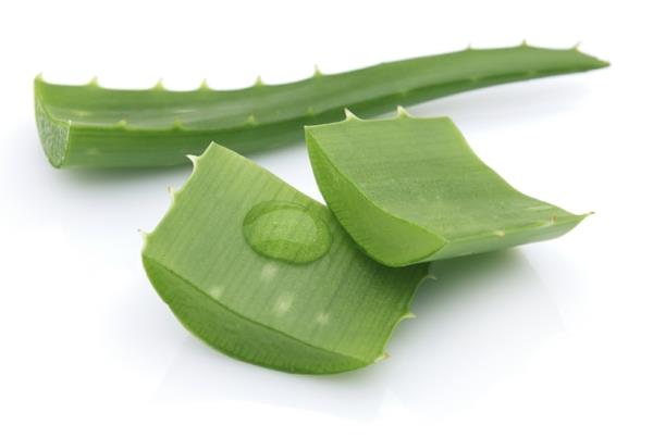 Mauste ja lääkekasvi aloe vera lääkekasvi yrttitarha