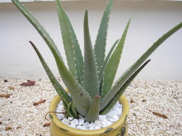 Mauste- ja lääkekasvi Aloe Veran lääkekasvi kestävät sisäkasvit