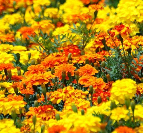 Mauste lääkekasveja yrtti puutarha marigolds kenttä kukkia