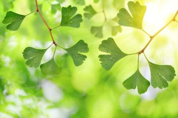 Ginkgo -puu Ginkgo -lehtimuotoinen tuuletinpuu, joka on samanlainen kuin neitsyt -saniainen