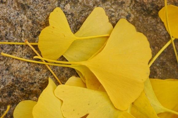 Ginkgo -puu Ginkgo -lehtimuotoinen tuuletinpuun kultainen väri