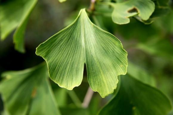 Ginkgo -puu Ginkgo -lehtimuoto