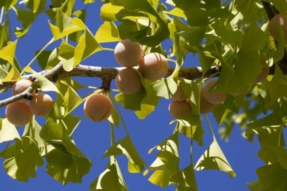 Ginkgo Tree Ginkgo Lehdet Ginkgo Hedelmät Naaras Ginkgo Biloba Tree