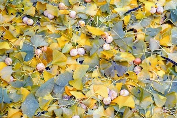 Ginkgo -puu Ginkgo jättää Ginkgo -hedelmiä