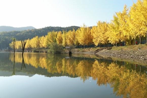 Ginkgo Tree Ginkgo Lehdet Ginkgo Golden Landscape