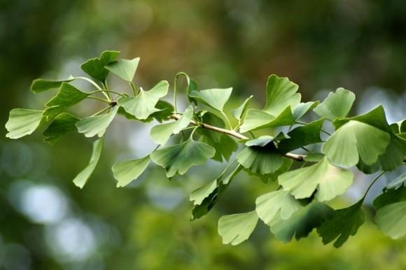 Ginkgo puu Ginkgo lehdet vihreä haara